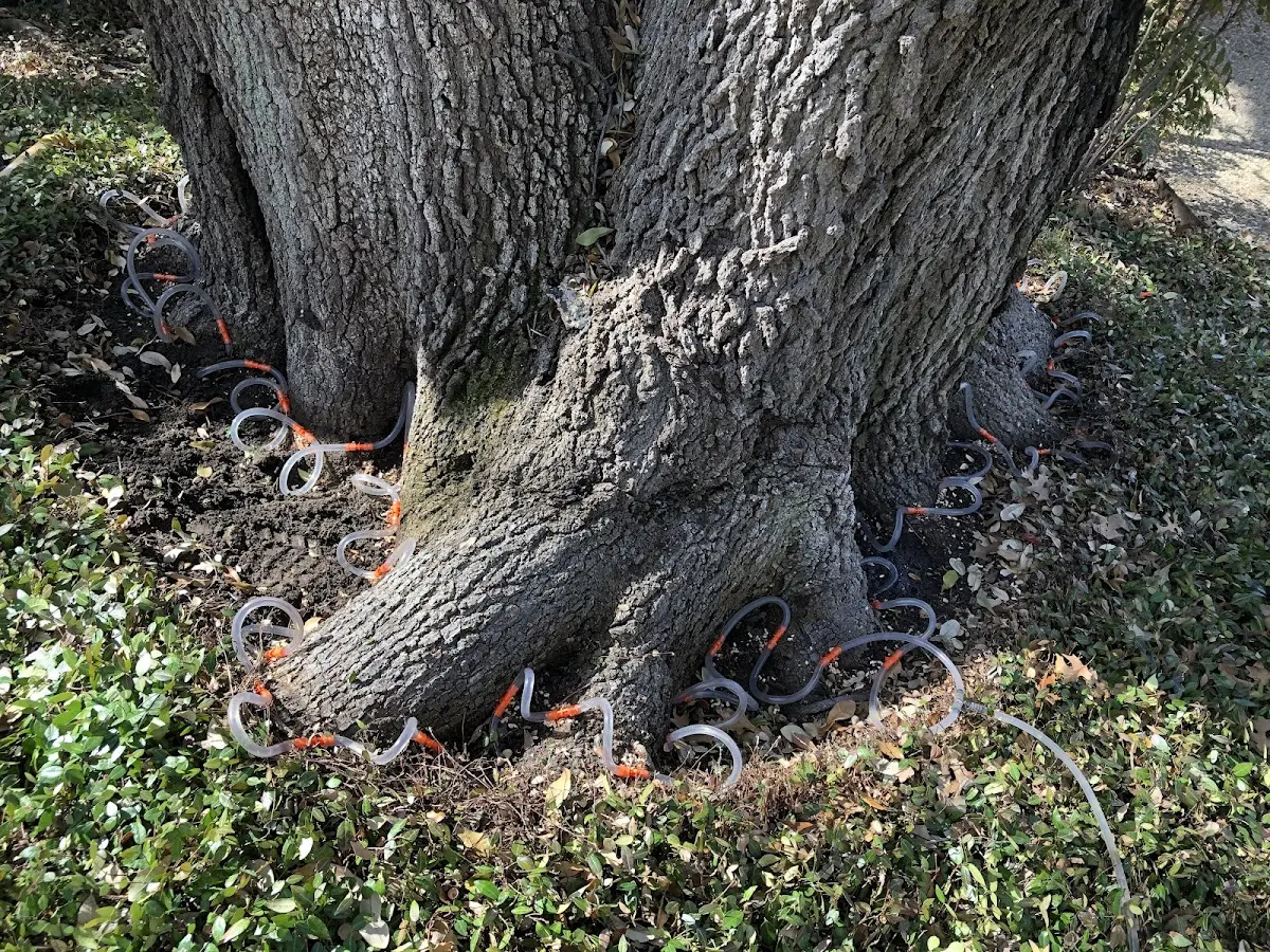 Detailed Tree Cabling and Bracing job site in Elburn