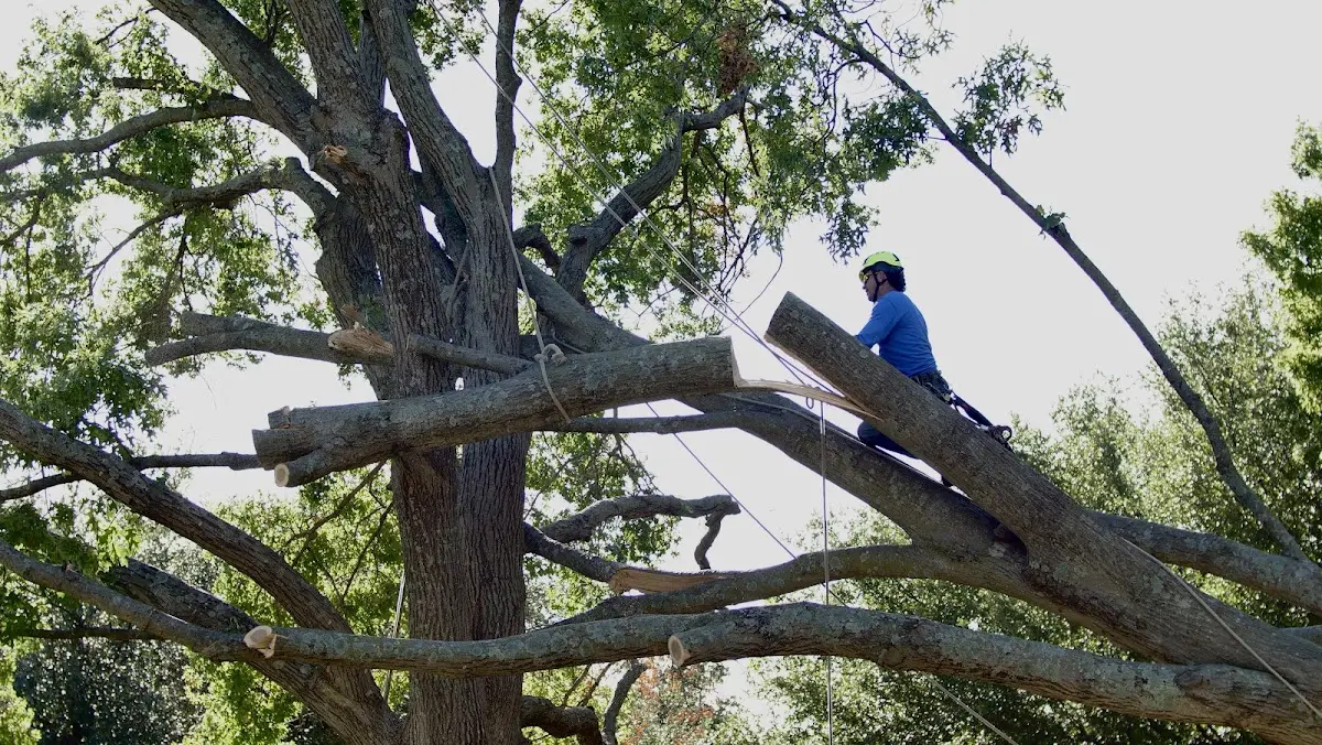 Professional Crown Thinning performed by certified arborists in Elburn