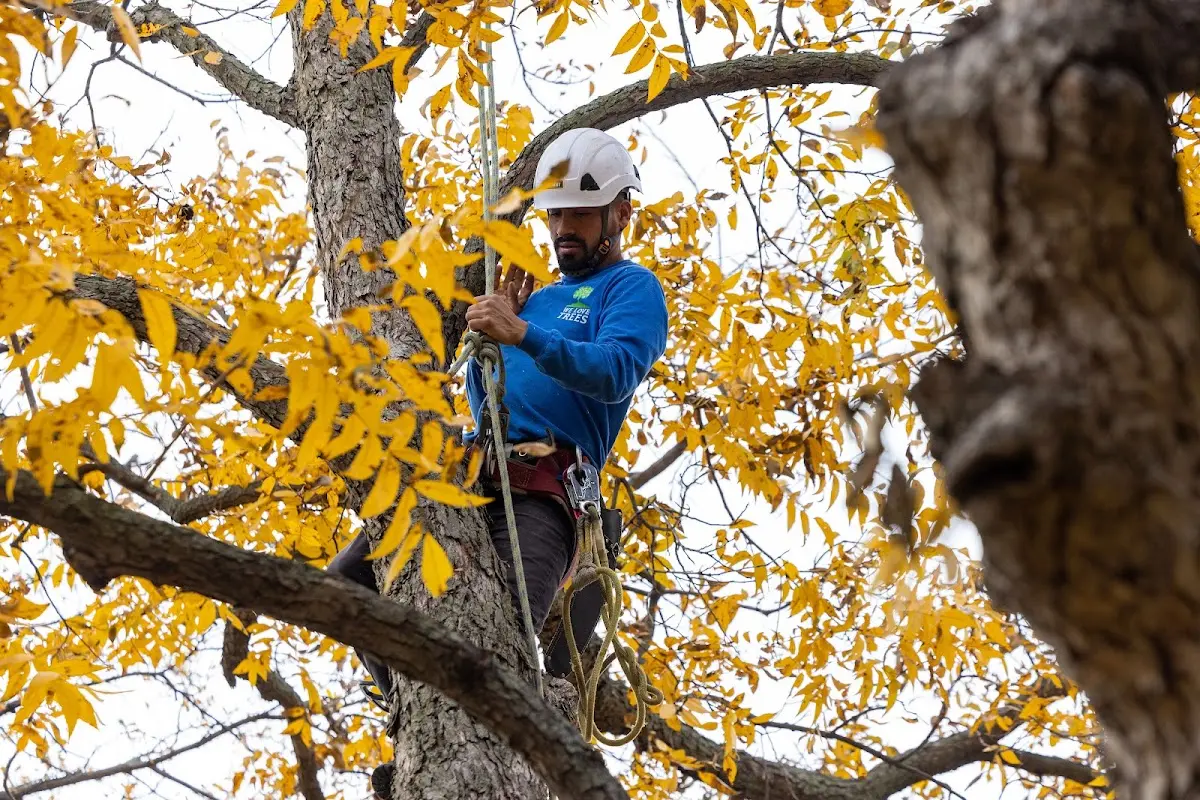 Skilled Tree Transplanting crew working in Elburn