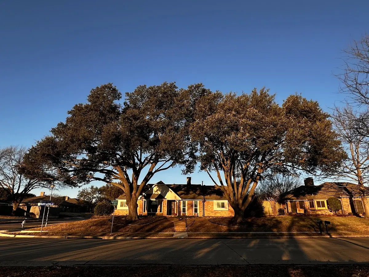 Established residential canopy tree shading a home in Elburn